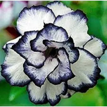 adenium plant (24)-7586213-69911.webp